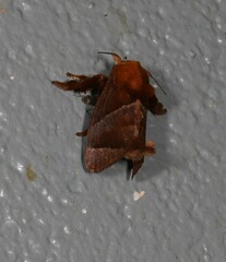 Limacodidae
