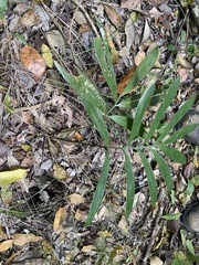Zamia prasina