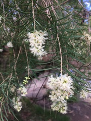 Melaleuca linariifolia