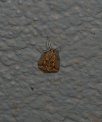 Achyra massalis