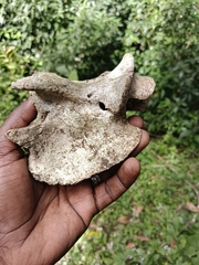 Bos gaurus