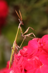 Empusa fasciata