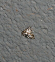 Anydraula pericompsa