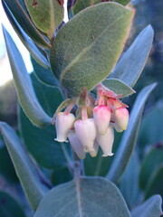 Arctostaphylos canescens