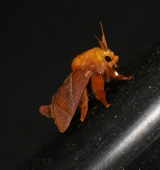 Limacodidae