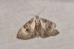 Acatapaustus leucospila