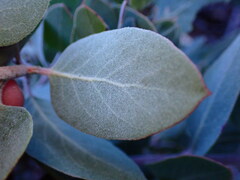 Arctostaphylos canescens