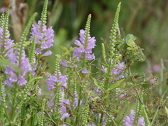 Physostegia virginiana
