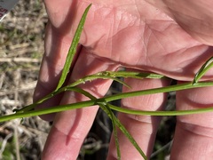 Senecio tenuiflorus