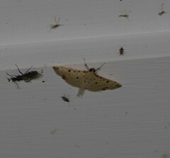 Herpetogramma cynaralis