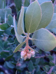 Arctostaphylos canescens
