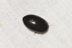 Platynectes