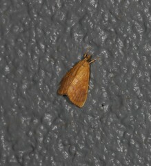 Hyalobathra brevialis