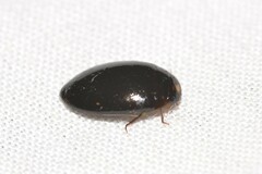 Platynectes