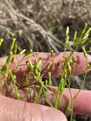 Senecio tenuiflorus