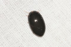 Platynectes