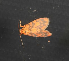 Miltochrista quadrilineata
