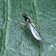 Hybotidae