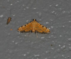 Notarcha