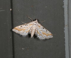 Parapoynx dentizonalis