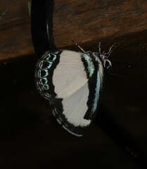 Psychonotis caelius