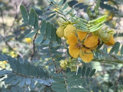 Senna coronilloides
