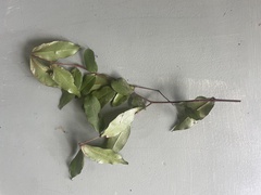 Pilidiostigma tropicum