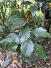 Lindera akoensis