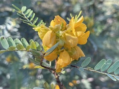 Senna coronilloides