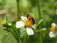 Megachile umbripennis