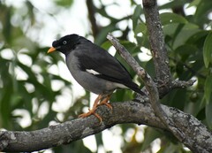 Acridotheres fuscus