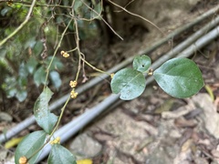 Lindera akoensis