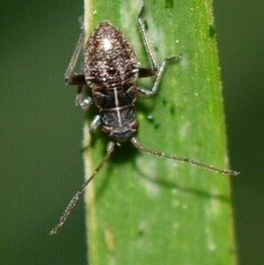 Irbisia