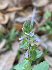 Stachys crenata