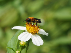 Megachile umbripennis