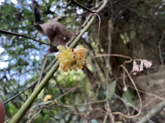 Lindera akoensis
