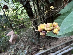 Lindera akoensis