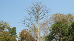 Ficus hispida