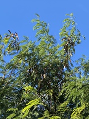 Leucaena leucocephala