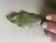 Pilidiostigma tropicum