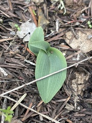 Piperia