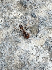 Solenopsis geminata