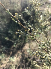 Artemisia gmelinii