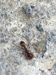 Solenopsis geminata