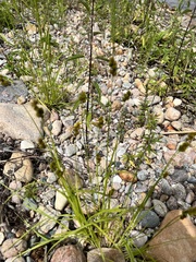 Carex bebbii