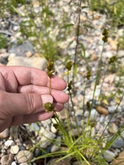 Carex bebbii