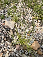 Carex bebbii