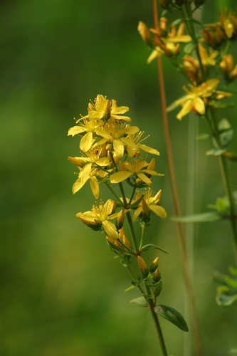 Hypericum elegans (Hypericum elegans)