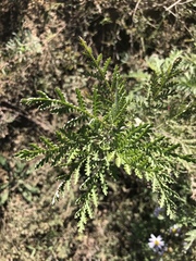 Artemisia gmelinii