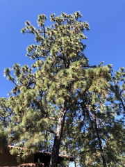 Pinus oocarpa